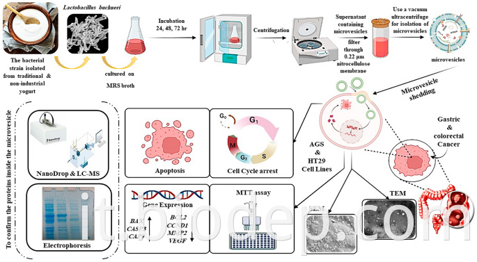 lactobacillus buchneri4